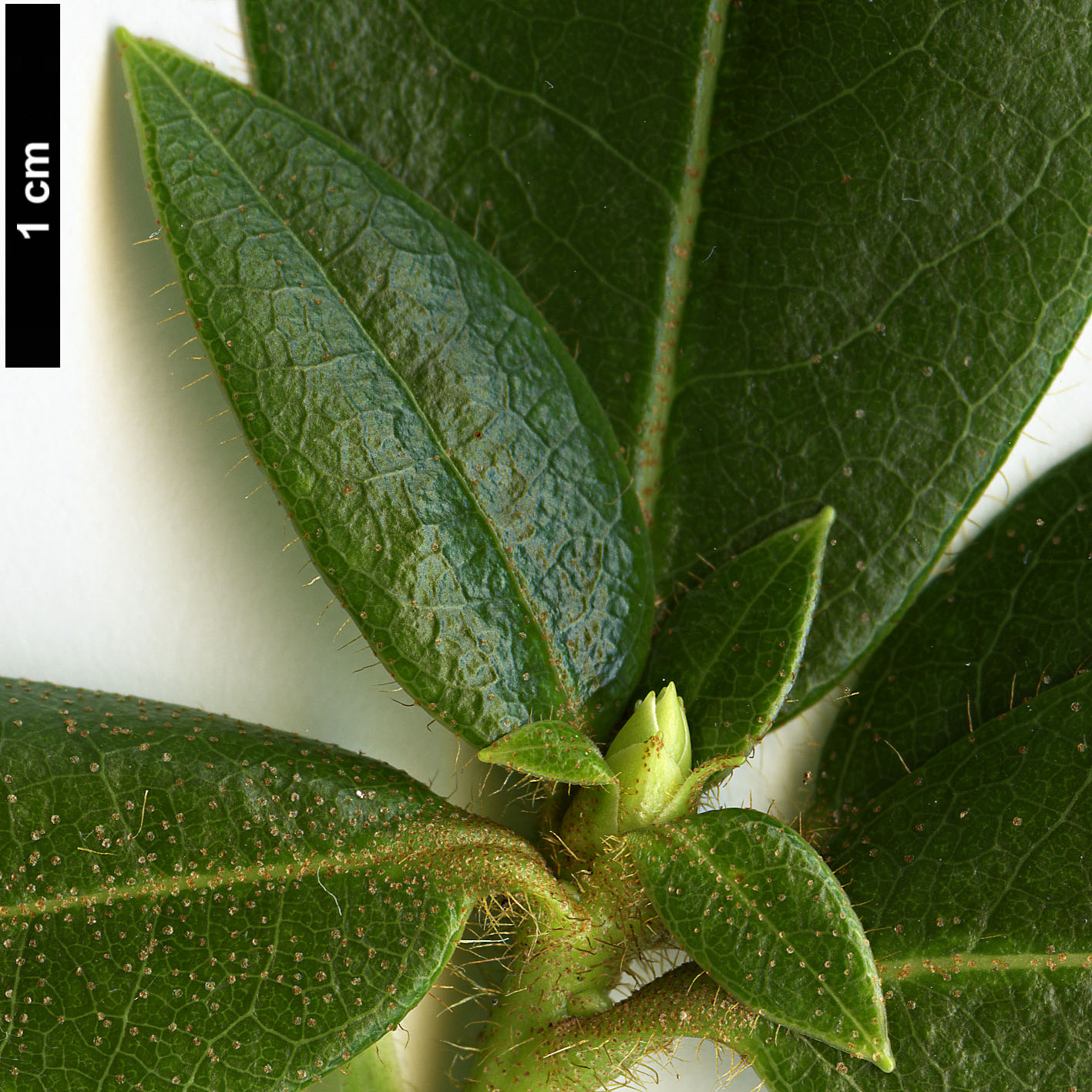 High resolution image: Family: Ericaceae - Genus: Rhododendron - Taxon: aff. lyi